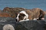 AMSTAFF ADULT 249